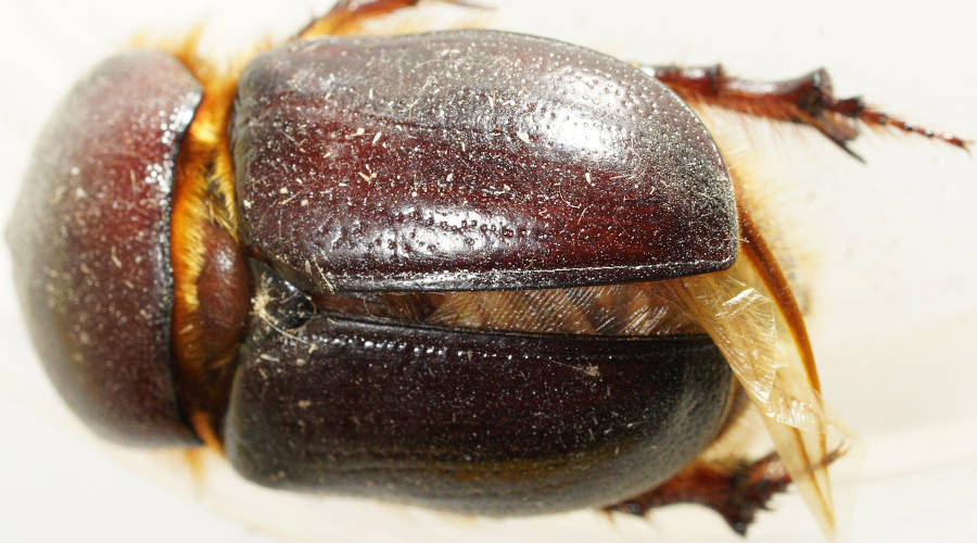 Adelaide Unicorn Beetle (Novapus adelaidae)
