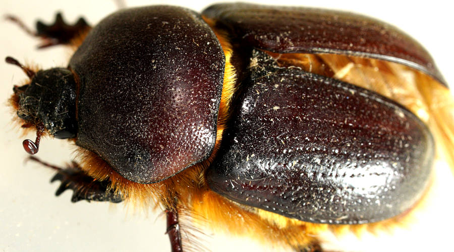 Adelaide Unicorn Beetle (Novapus adelaidae)