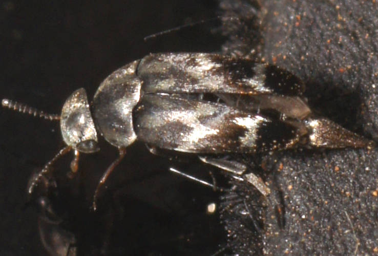Zebra Pintail Beetle (Mordella australis)