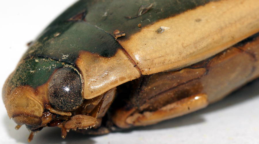 Green Diving Beetle (Onychohydrus scutellaris)