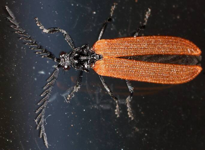 Four-ribbed Lycid Beetle (Porrostoma sp)