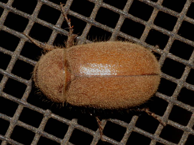 Beige Scarab Beetle (Melolonthinae sp ES04)