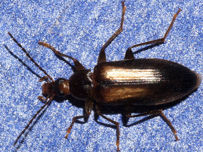 Brown Comb-clawed Beetle (Alleculini sp ES02)