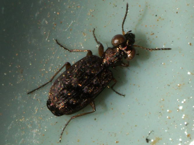 Google-eyed Ground Beetle (Scopodes sp)