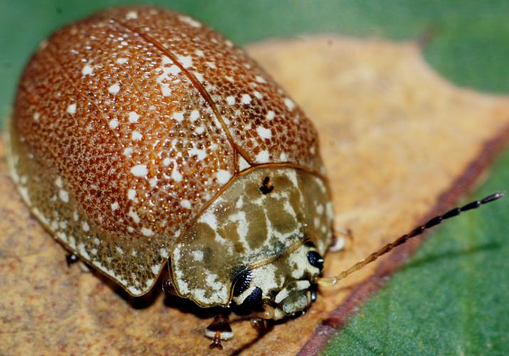 Tortoise Beetle (Paropsis aegrota)