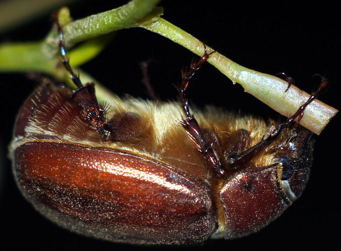 Red Chafer (Melolonthinae sp ES07)