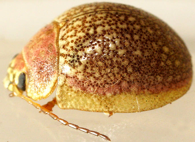 Pink Desert Leaf Beetle (Paropsis roseola)