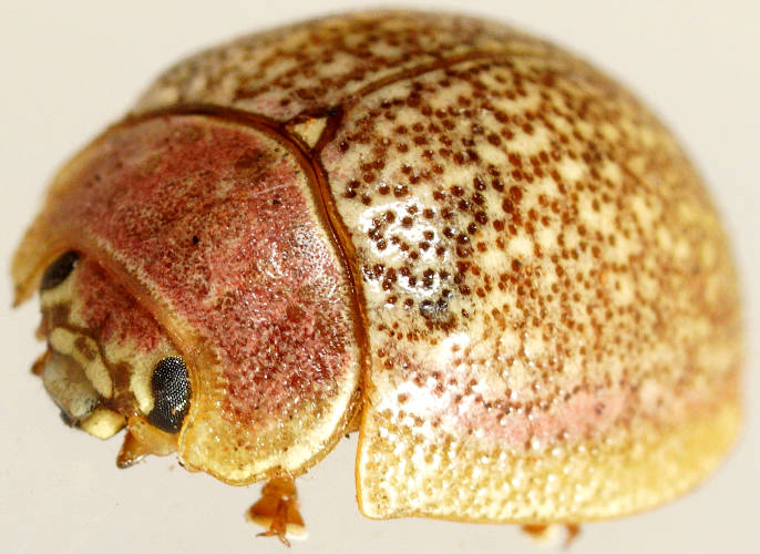 Pink Desert Leaf Beetle (Paropsis roseola)