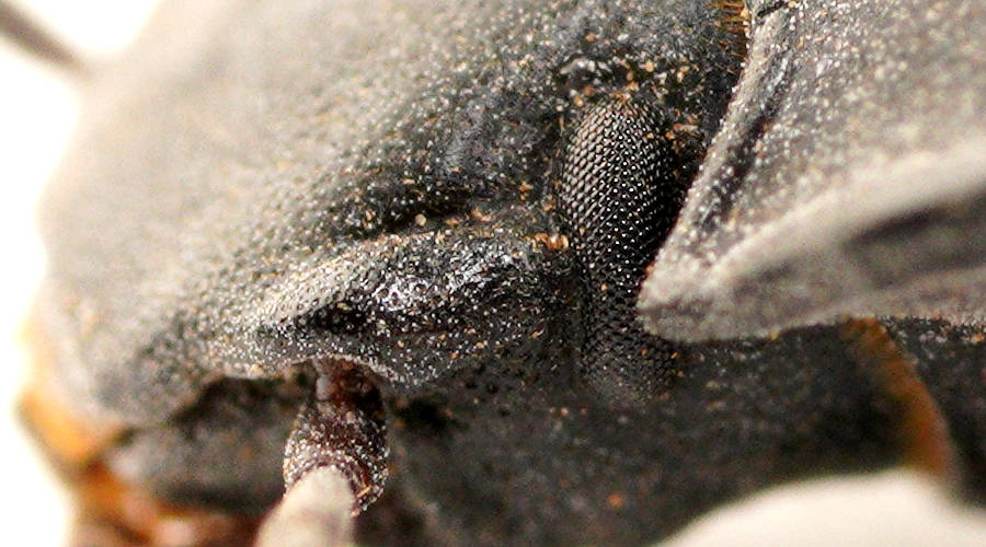 Orange-footed Black Beetle (Batessia westwoodi)