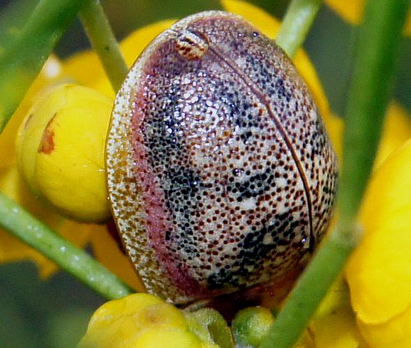 Dotted Paropsine Leaf Beetle (Paropsis carnosa)