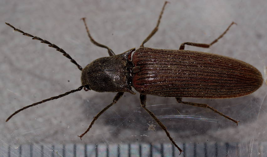 Brown Click Beetle (Elateridae sp ES04)