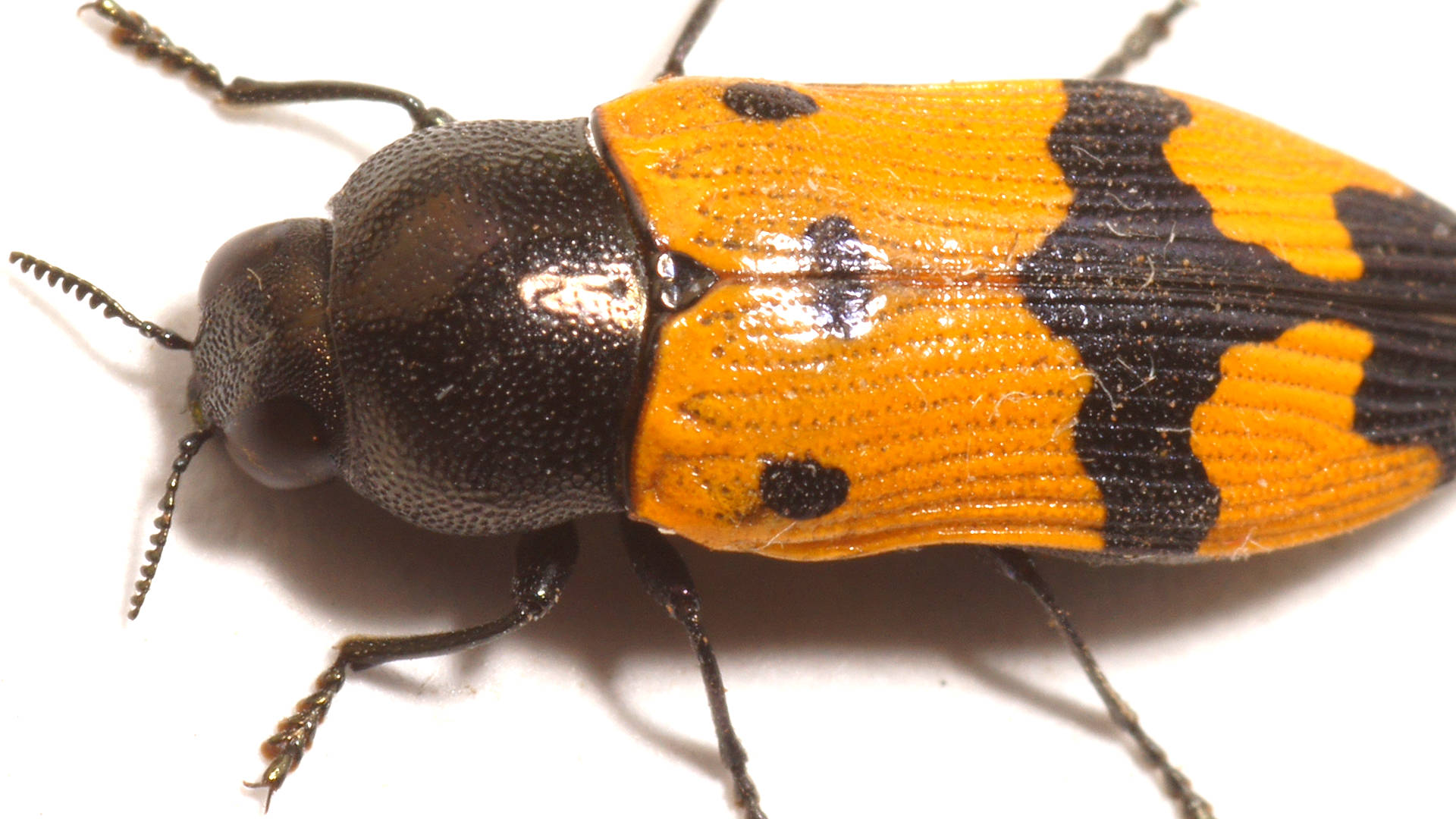 Black-necked Jewel Beetle (Castiarina atricollis)