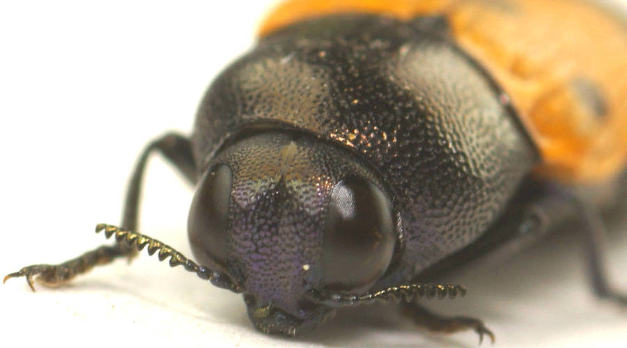 Black-necked Jewel Beetle (Castiarina atricollis)