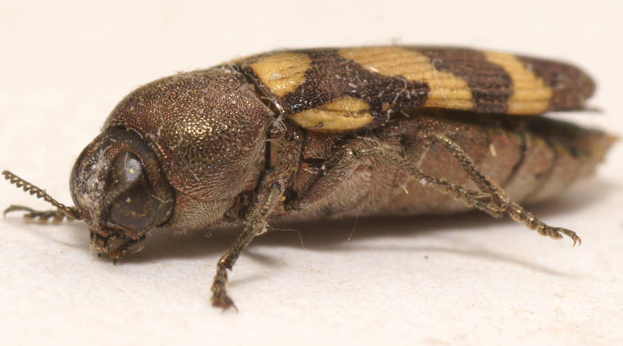 Chinnocks Jewel Beetle (Castiarina chinnocki)