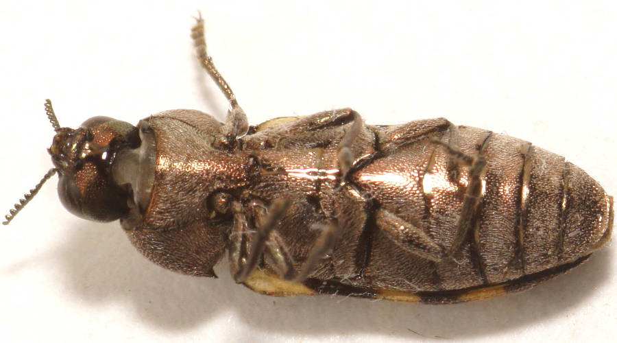 Chinnocks Jewel Beetle (Castiarina chinnocki)