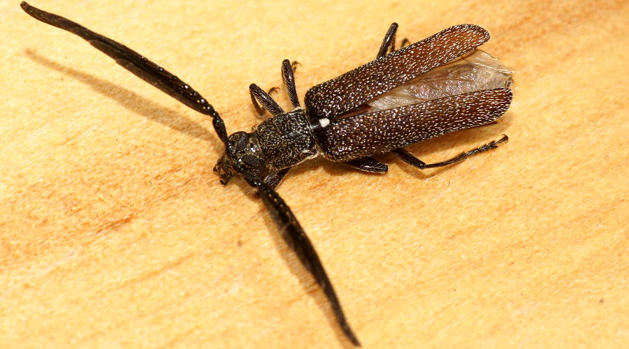 Feather-horned Longhorn Beetle (Piesarthrius laminosus)