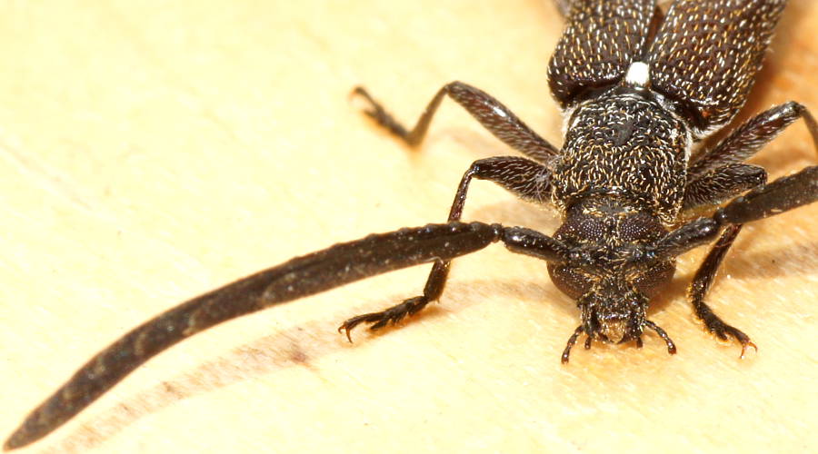 Feather-horned Longhorn Beetle (Piesarthrius laminosus)