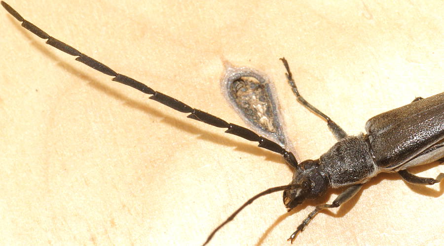 Slender Mallee Longhorn Beetle