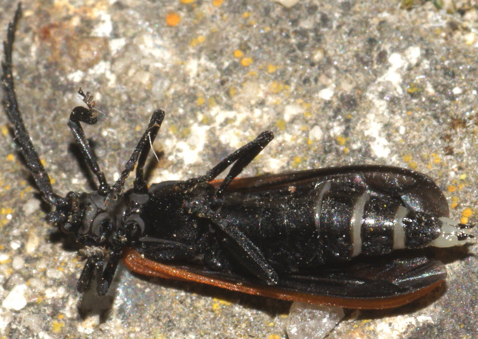 Three-ribbed Lycid Beetle (Trichalus semicostatus)