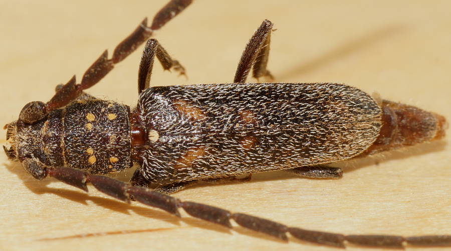 Spotted Hairy Longhorn Beetle (Opsidota infecta)