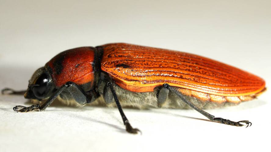 Giant Jewel Beetle (Temognatha heros)