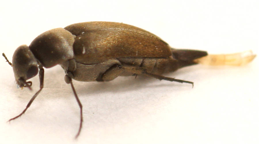 Golden Pintail Beetle (Mordella sp ES02)