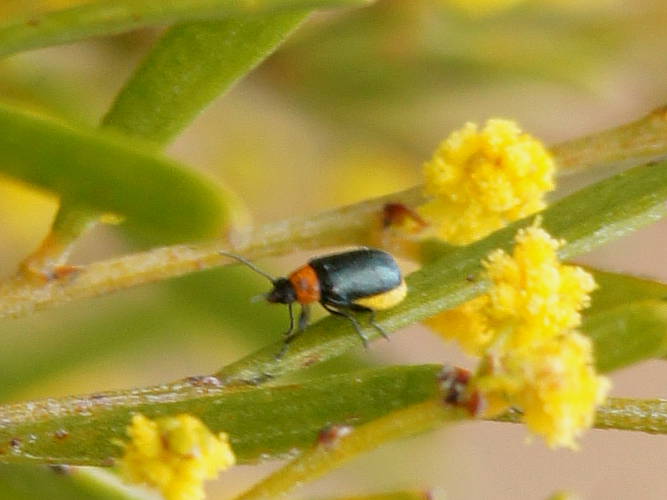 Flea Beetle (Aporocera cf viridipennis)