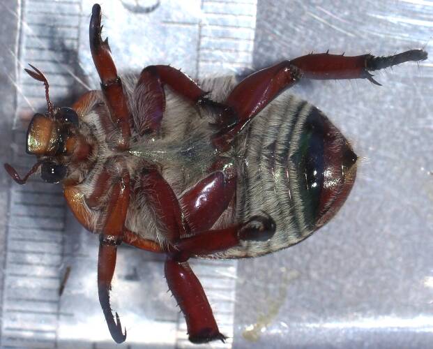 Christmas Beetle (Anoplognathus montanus)