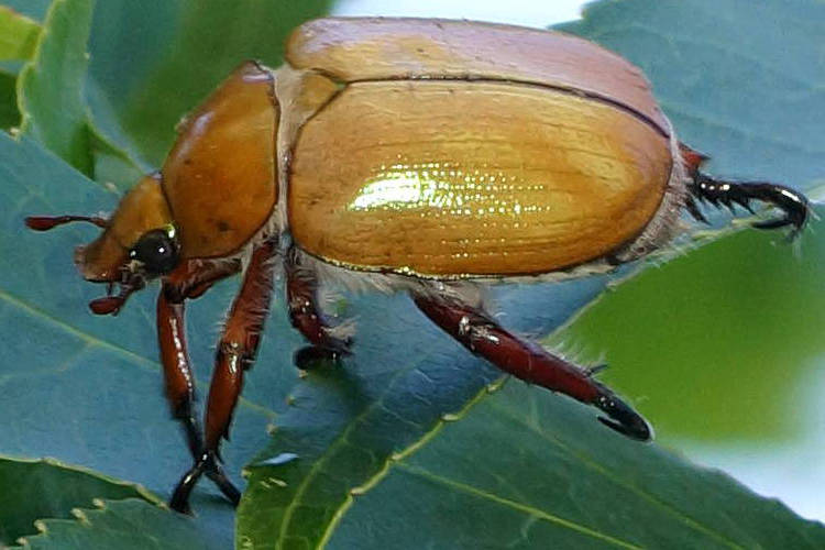 Christmas Beetle (Anoplognathus montanus)