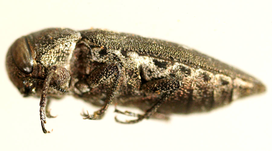 Bidentate-pronotum Jewel Beetle (Chrysobothris sp)