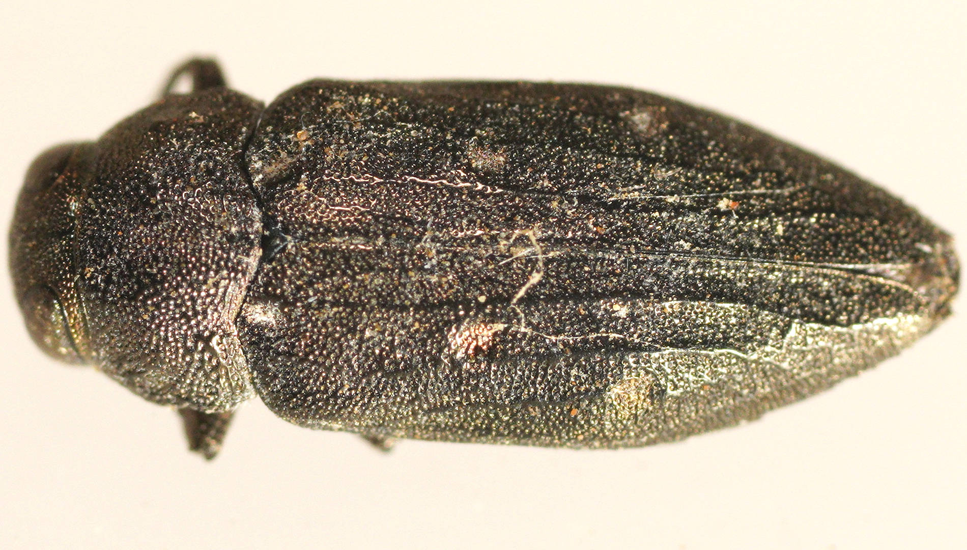Bidentate-pronotum Jewel Beetle (Chrysobothris sp)