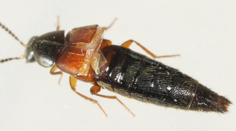 Red-winged Rove Beetle (Aleochara (Xenochara) rutilipennis)
