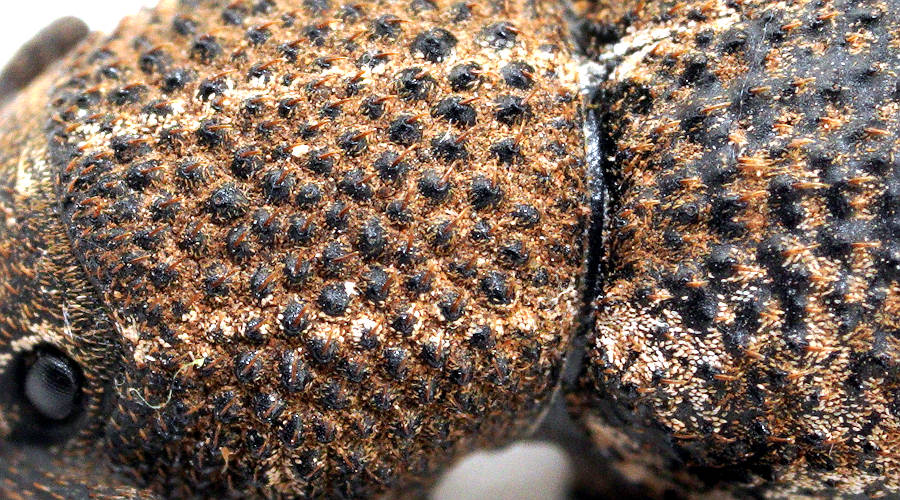 Riverina Weevil (Amycterus riverinae)