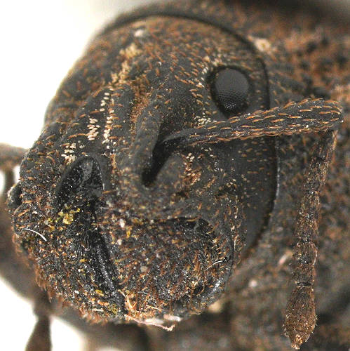 Riverina Weevil (Amycterus riverinae)
