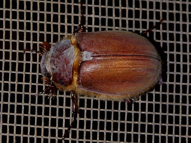 Brown Scarab Beetle (Melolonthinae sp ES05)