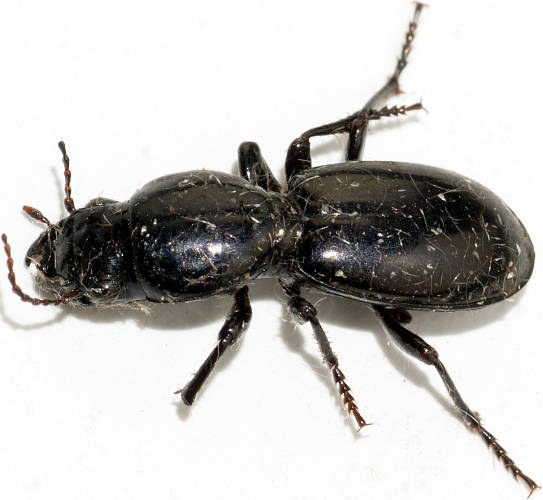 Lined Waxy Ground Beetle (Cerotalis sp ES02)