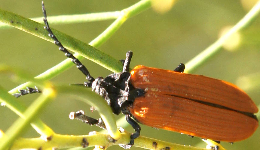 Long-nosed Lycid Beetle (Porrostoma rhipidium)