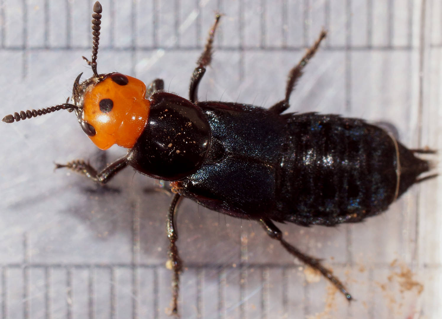 Devil's Coach-horse Beetle (Creophilus erythrocephalus)