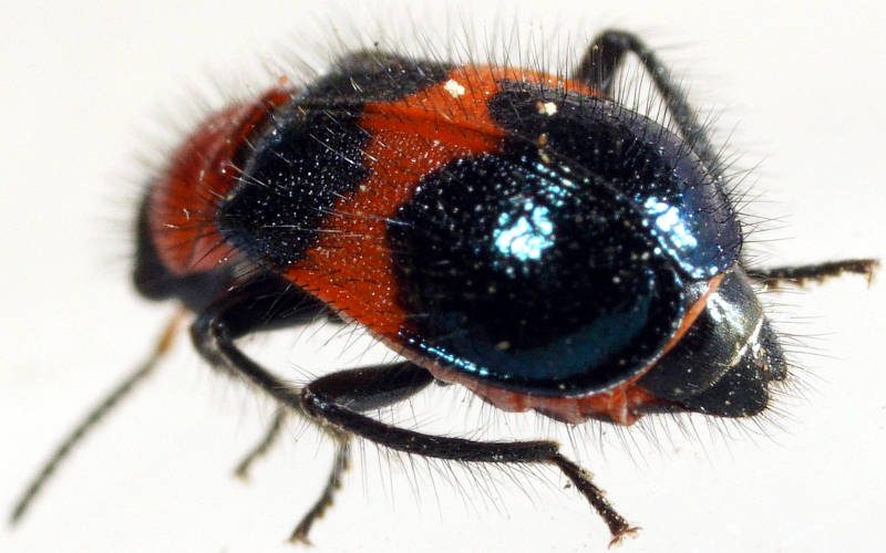 Notched-leg Red & Blue Flower Beetle (Dicranolaius cinctus)