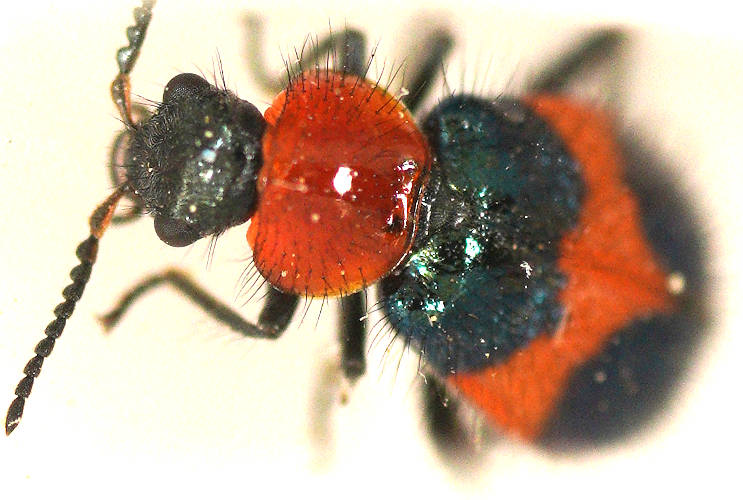 Notched-leg Red & Blue Flower Beetle (Dicranolaius cinctus)