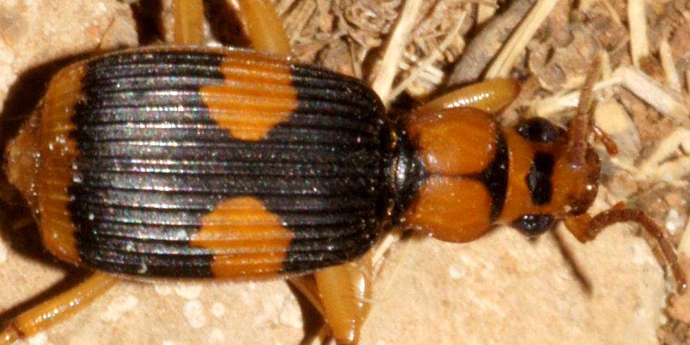Bombardier Beetle (Pheropsophus verticalis)