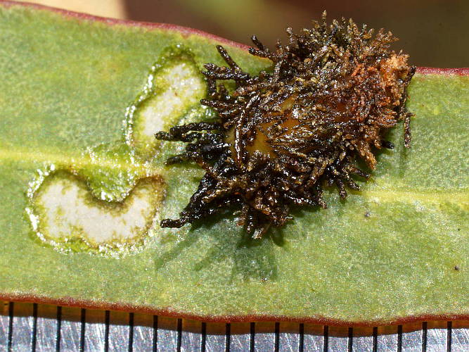 Eucalypt Weevil (Gonipterus sp)