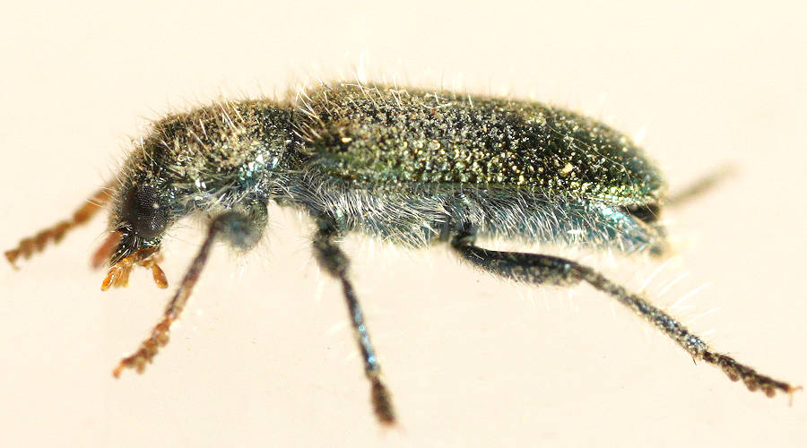 Green Metallic Clerid Beetle (Phlogistus sp)