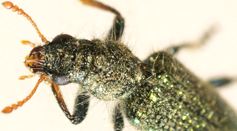 Green Metallic Clerid Beetle (Phlogistus sp)
