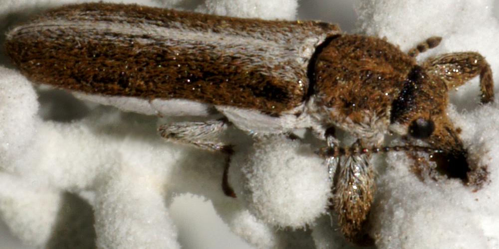 Hairy Belid Weevil (Rhinotia sp ES03)