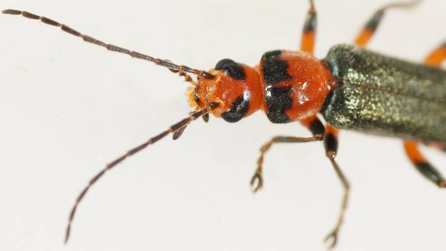 Orange-headed Soldier Beetle (Chauliognathus granulatus)