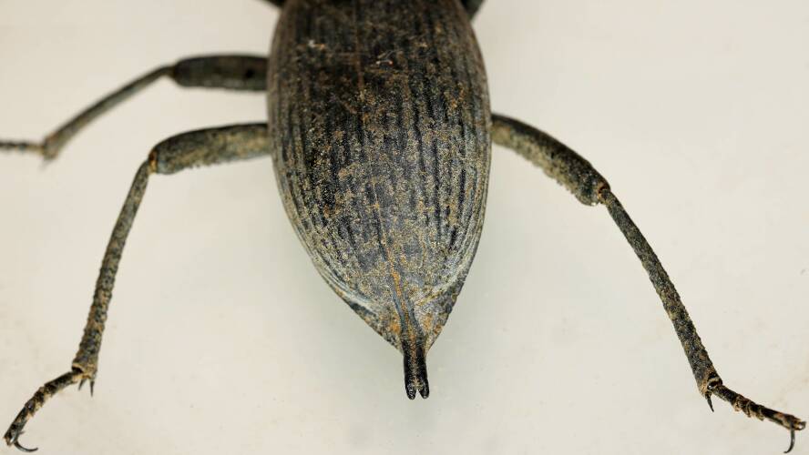 Egyptian Beetle (Blaps polychresta)