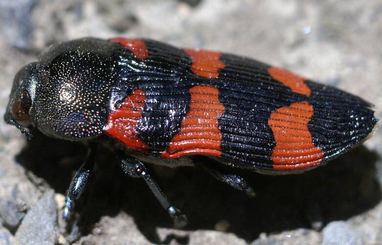 Tree-top Jewel Beetle (Castiarina alternozona)