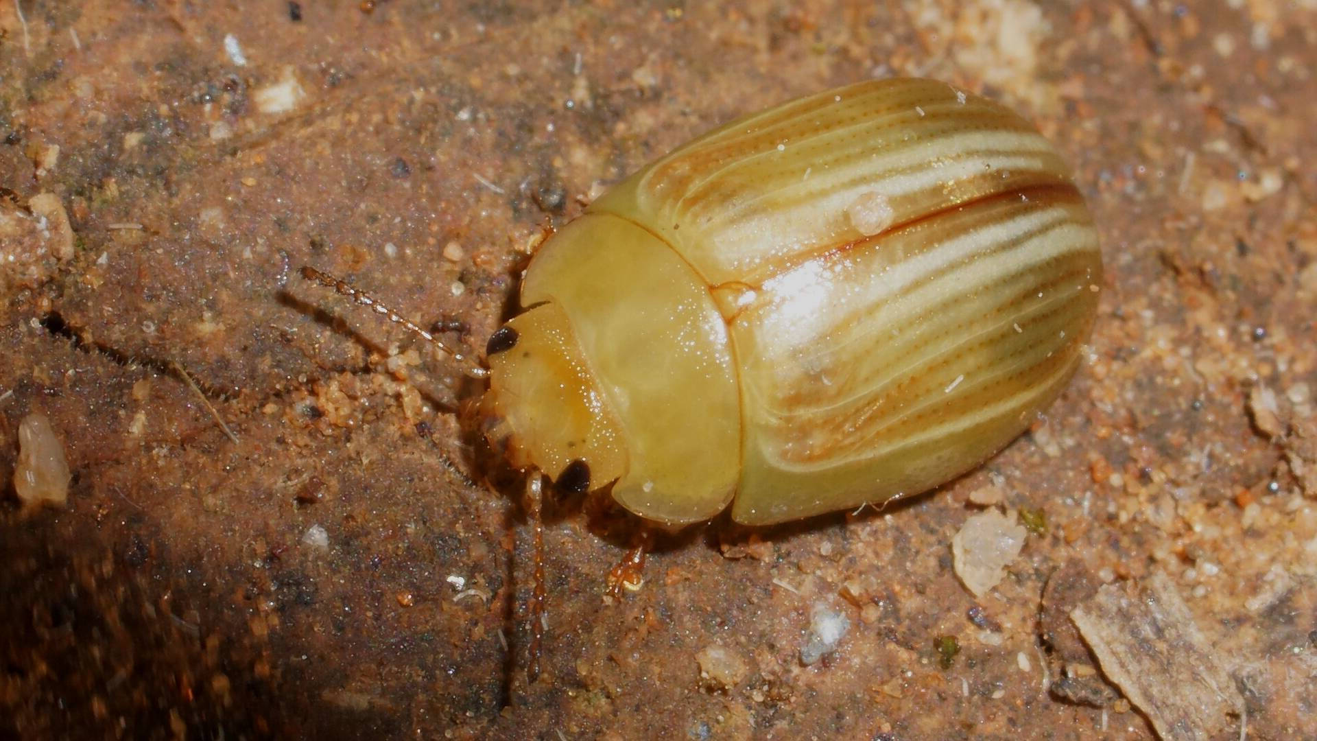 Fireblight Beetle (Peltoschema orphana)