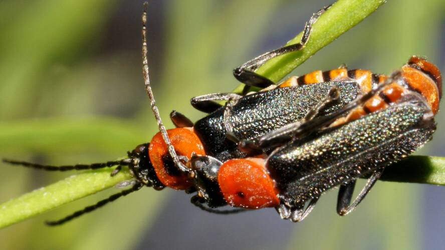 Black-headed Soldier Beetle (Chauliognathus sp ES01)